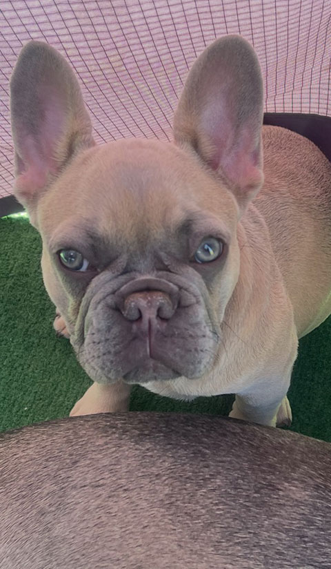 AKC FRENCH BULLDOG PUPPY AKC FRENCH BULLDOG PUPPY