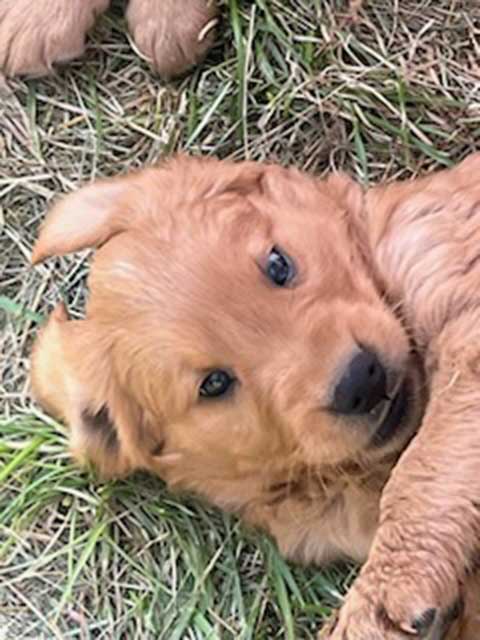 PUREBRED GOLDEN RETRIEVER PUPPIES PUREBRED GOLDEN RETRIEVER PUPPIES