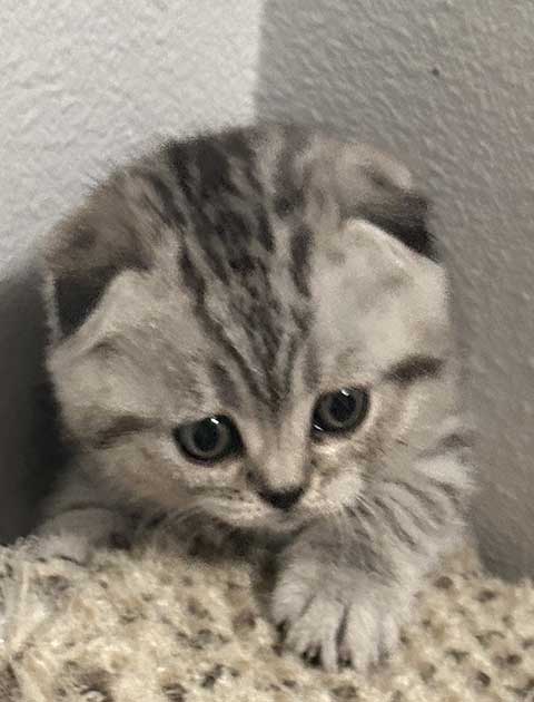 ONE SCOTTISH FOLD KITTEN BOY AVAILABLE ONE SCOTTISH FOLD KITTEN BOY AVAILABLE