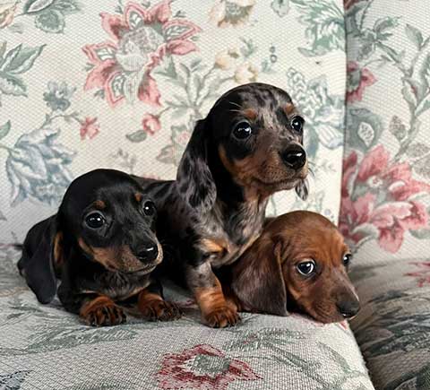 MINI DACHSHUND PUPPIES MINI DACHSHUND PUPPIES