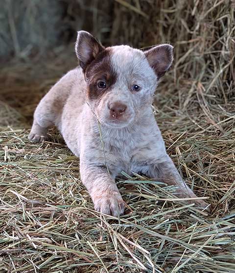PUREBRED HEELER PUPPIES PUREBRED HEELER PUPPIES