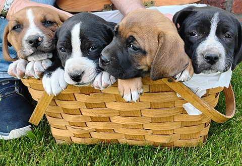 BLUE TICK HOUND/ PIT BULL CROSS BLUE TICK HOUND/ PIT BULL CROSS
