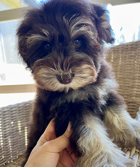 AKC REG. MINIATURE SCHNAUZER PUPPIES AKC REG. MINIATURE SCHNAUZER PUPPIES