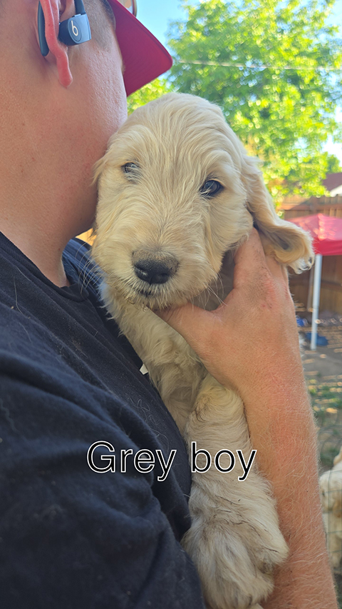 F1 STANDARD GOLDEN DOODLES F1 STANDARD GOLDEN DOODLES