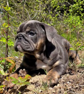 AKC ENGLISH BULLDOG PUPPIES AKC ENGLISH BULLDOG PUPPIES