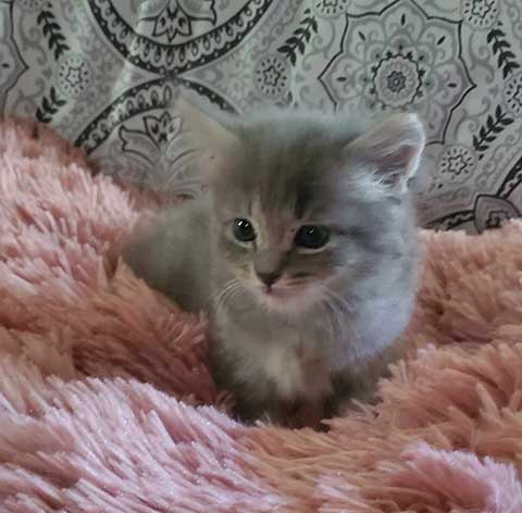RAGDOLL CROSS KITTENS RAGDOLL CROSS KITTENS