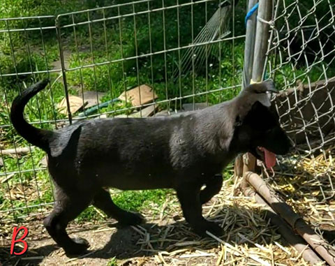 GERMAN SHEPHERD/ BELGIAN MALINOIS PUPPIES GERMAN SHEPHERD/ BELGIAN MALINOIS PUPPIES