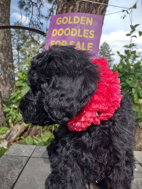 F1BB GOLDENDOODLES F1BB GOLDENDOODLES