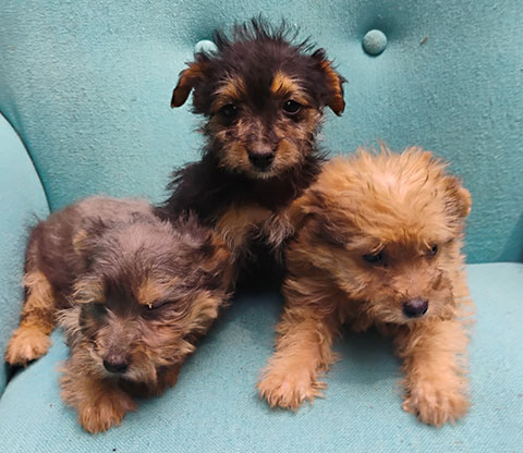 YORKIE CAIRN PUPPIES YORKIE CAIRN PUPPIES
