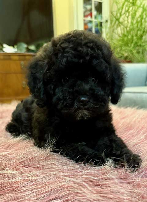 FEMALE COCKAPOO TOY PUPPY! FEMALE COCKAPOO TOY PUPPY!