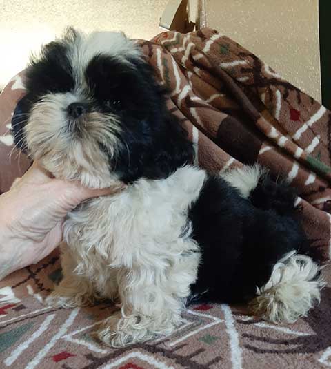 AKC SHIH TZU PUPPIES, AKC SHIH TZU PUPPIES,
