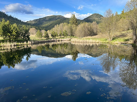 TROUT POND FED BY YEAR ROUND CREEK ON 40 ACRES TROUT POND FED BY YEAR ROUND CREEK ON 40 ACRES