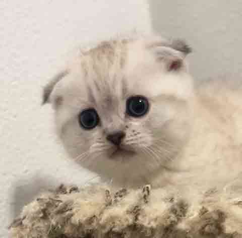 THREE SCOTTISH FOLD KITTENS THREE SCOTTISH FOLD KITTENS