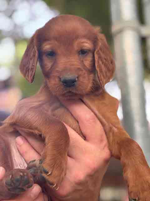 IRISH SETTER PUPPIES IRISH SETTER PUPPIES