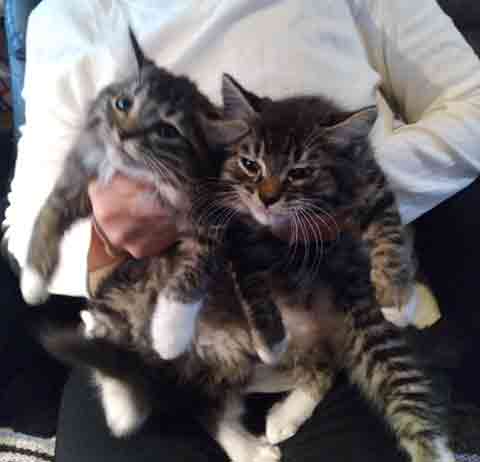 ADORABLE RAG DOLL KITTENS ADORABLE RAG DOLL KITTENS