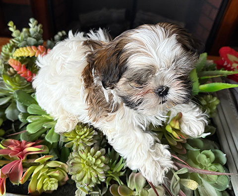 MALTESE/ SHIH TZU MALTESE/ SHIH TZU