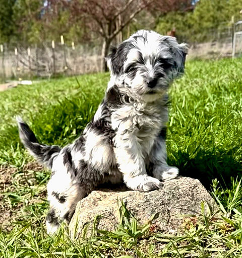 MINIATURE LABRADOODLES MINIATURE LABRADOODLES