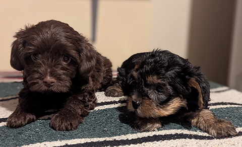 BEAUTIFUL YORKIE POO MALES BEAUTIFUL YORKIE POO MALES