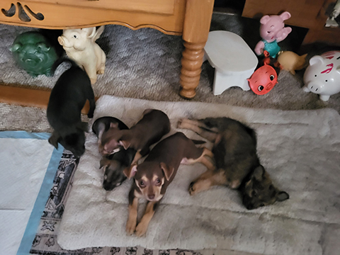 CHIHUAHUA PUPPIES CHIHUAHUA PUPPIES