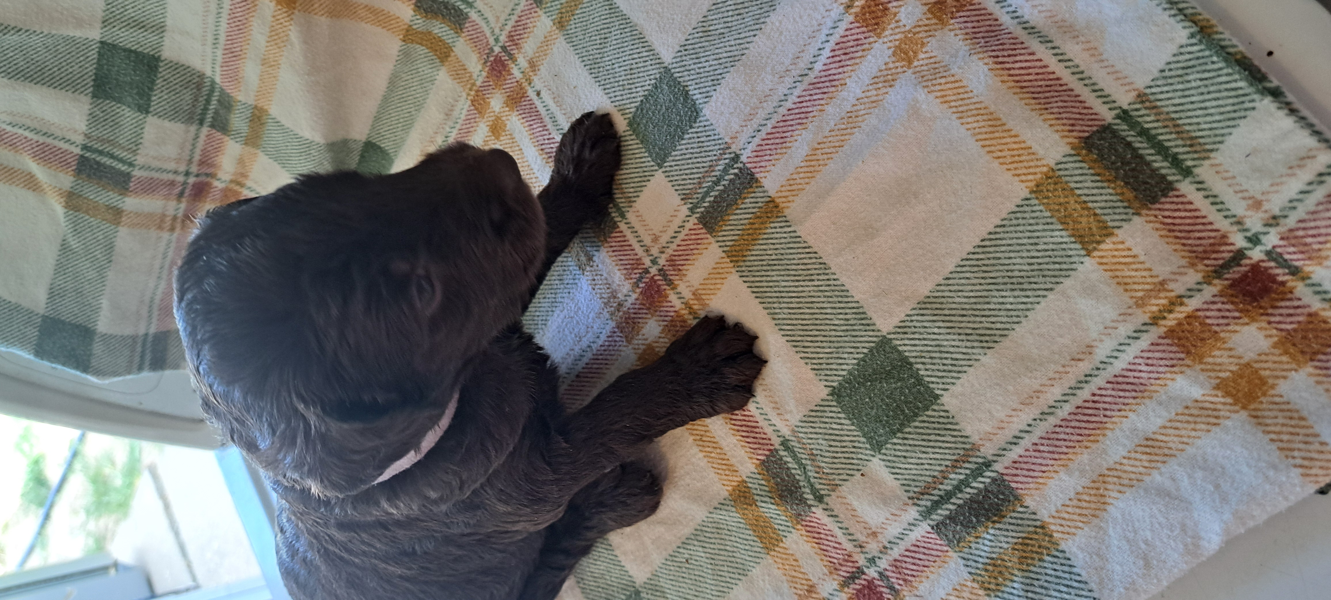 LABRADOODLES BORN JUNE 1 LABRADOODLES BORN JUNE 1
