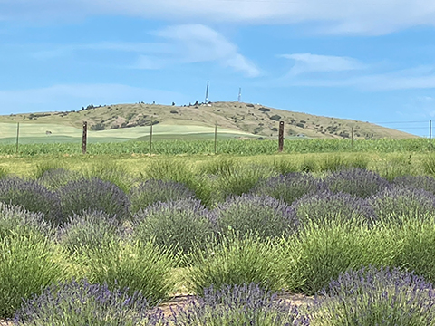 YOU CUT LAVENDER FARM OPENING SOON IN JOHNSON, WA YOU CUT LAVENDER FARM OPENING SOON IN JOHNSON, WA