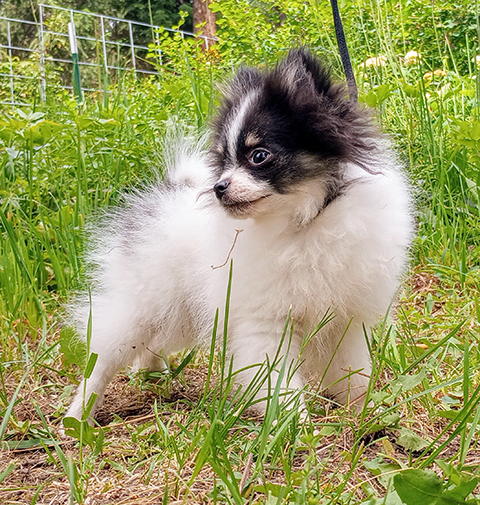 BEAUTIFUL CKC REGISTERED POMERANIAN PUPPIES! BEAUTIFUL CKC REGISTERED POMERANIAN PUPPIES!