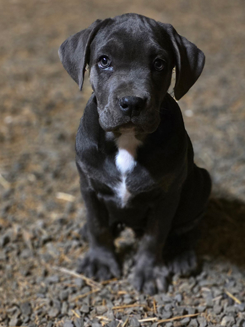 CANE CORSO AMERICAN STAFFORDSHIRE PUPPIES CANE CORSO AMERICAN STAFFORDSHIRE PUPPIES