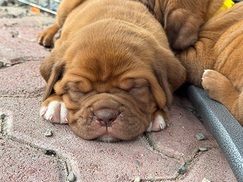 PUREBRED DOGUE DE BORDEAUX PUREBRED DOGUE DE BORDEAUX