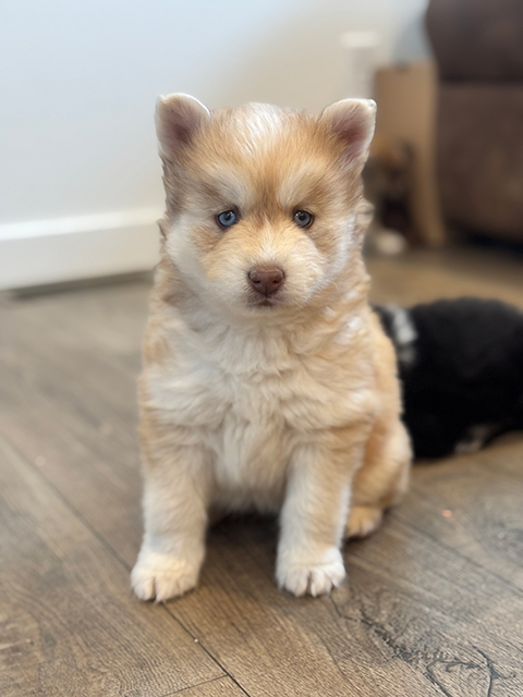 BLUE-EYED POMSKY PUPPIES BLUE-EYED POMSKY PUPPIES