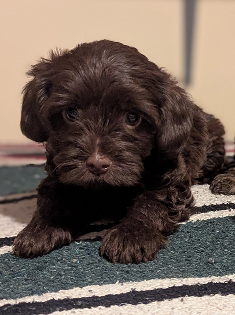 BEAUTIFUL YORKIE POO CHOCOLATE MALE BEAUTIFUL YORKIE POO CHOCOLATE MALE