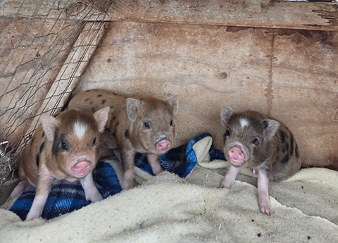 CUTE SMALL POT BELLY PIGS CUTE SMALL POT BELLY PIGS