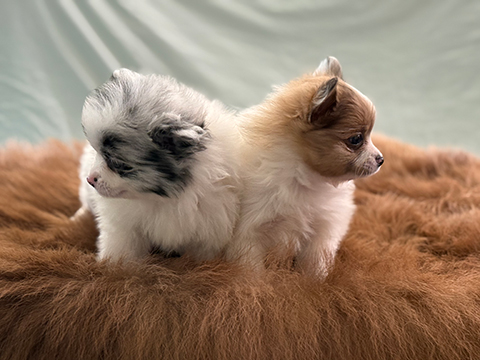 WE NEED FOREVER HOMES! WE NEED FOREVER HOMES!