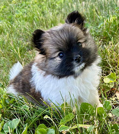 POMERANIAN PUPPIES POMERANIAN PUPPIES