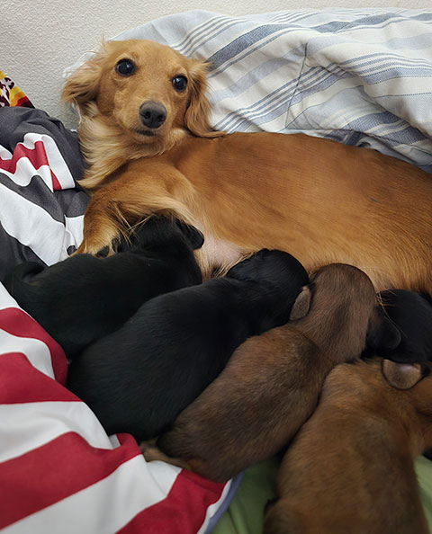 LONGHAIR MINIATURE DACHSHUND PUPPIES! LONGHAIR MINIATURE DACHSHUND PUPPIES!