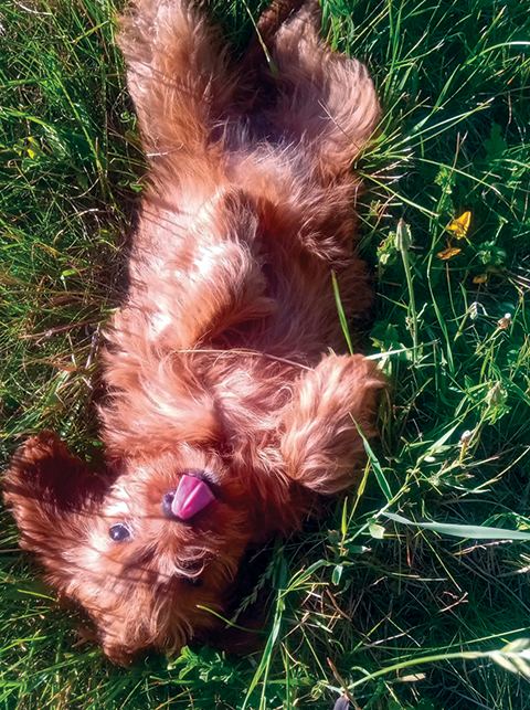 CAVAPOOS! CAVAPOOS!