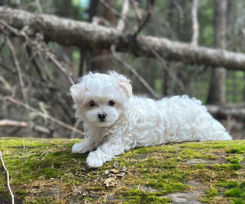 PURE WHITE MALTESE PUPPIES PURE WHITE MALTESE PUPPIES