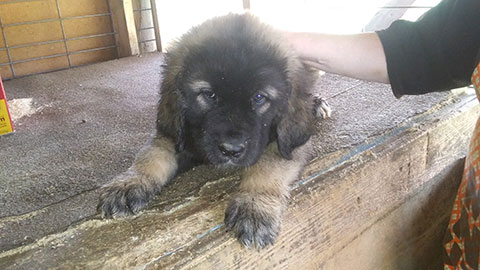 KARAKACHAN/ BULGARIAN GUARDIAN DOGS KARAKACHAN/ BULGARIAN GUARDIAN DOGS