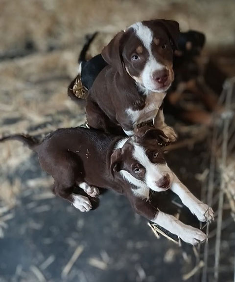 BORDER COLLIE/ CATAHOULA MALES BORDER COLLIE/ CATAHOULA MALES