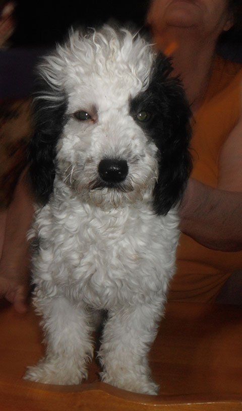 1 TERRI POO PUPPY LEFT 1 TERRI POO PUPPY LEFT