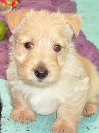AKC REG. SCOTTISH TERRIER PUPPIES AKC REG. SCOTTISH TERRIER PUPPIES