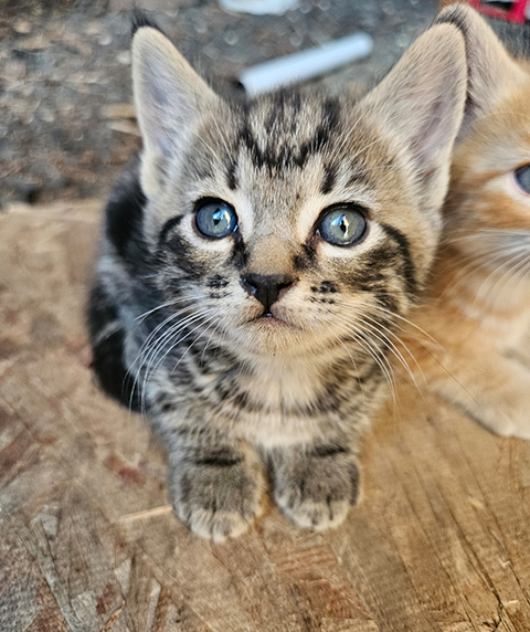 8 WEEK OLD KITTENS 8 WEEK OLD KITTENS