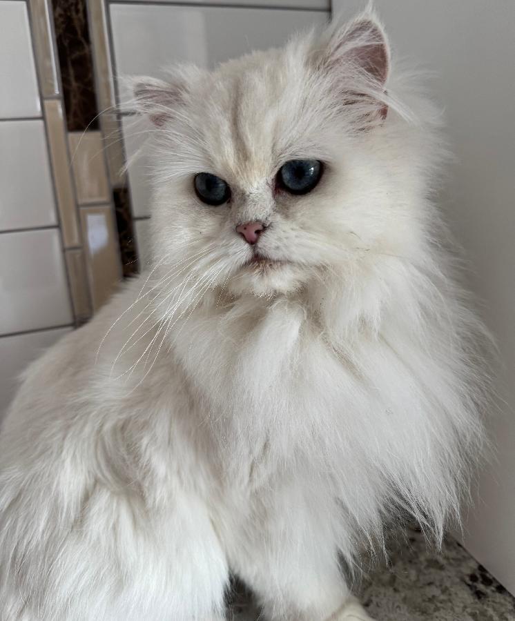 FEMALE BRITISH CATS FEMALE BRITISH CATS
