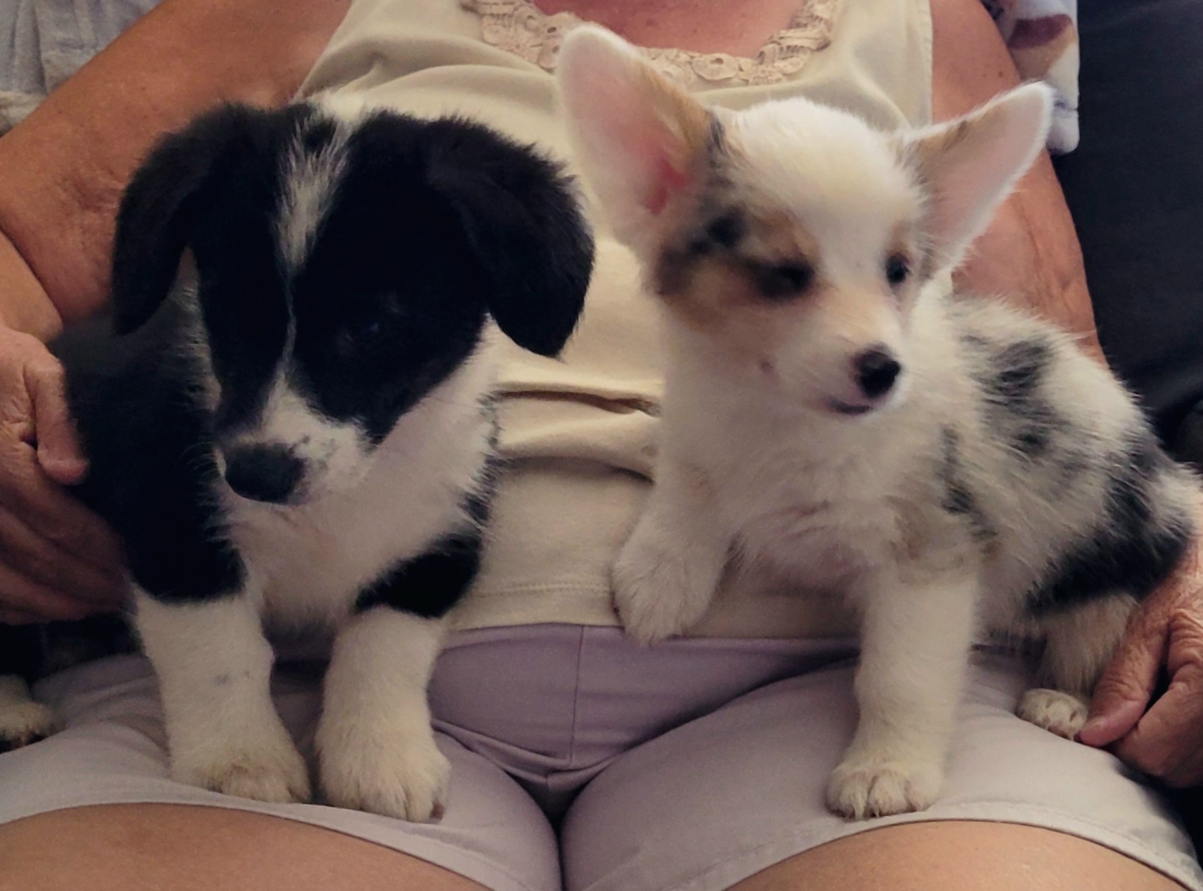 ADORABLE CORGI PUPPIES ADORABLE CORGI PUPPIES