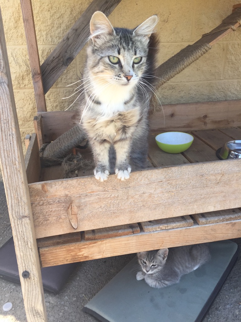 BARN KITTENS & CATS BARN KITTENS & CATS