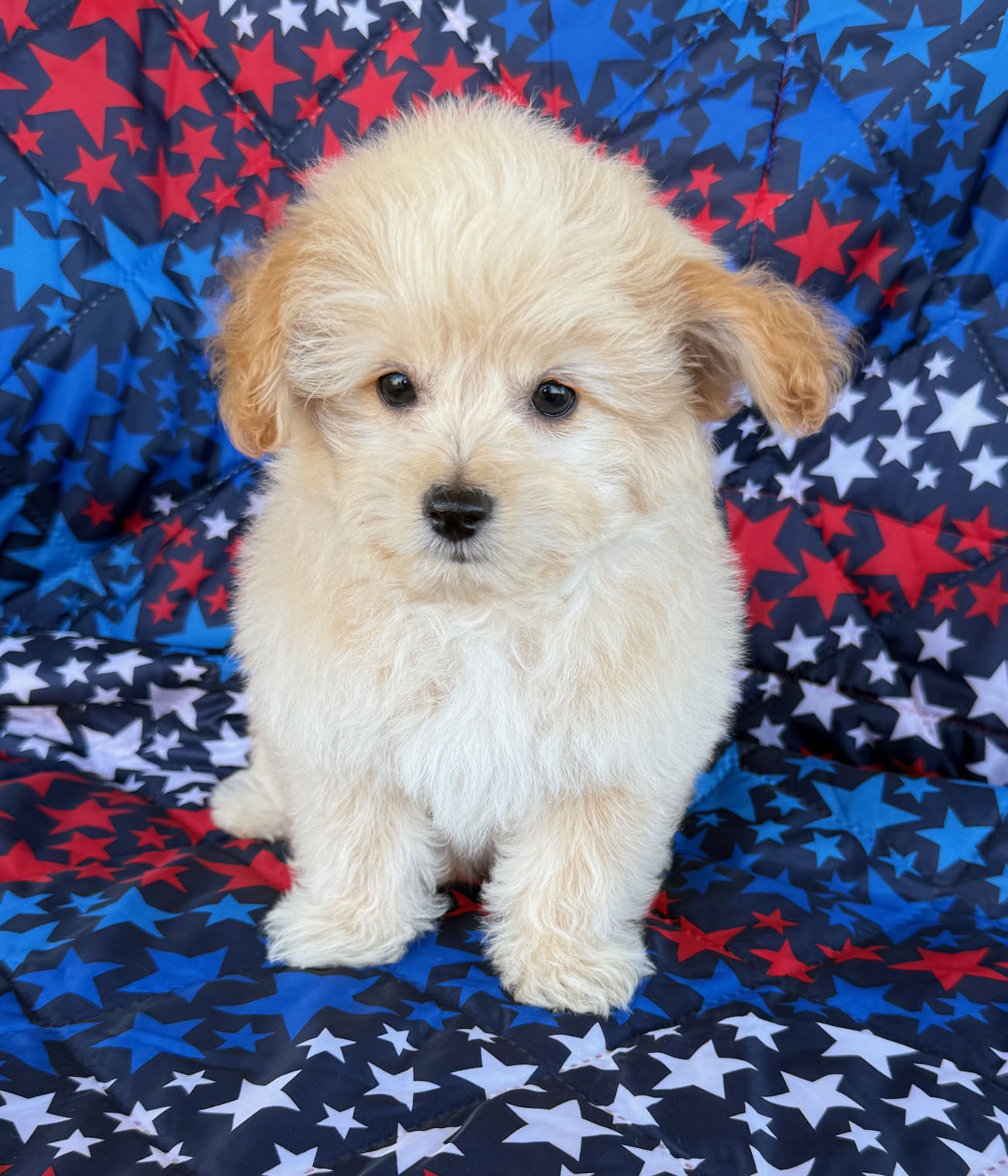 GORGEOUS POMAPOO PUPPIES GORGEOUS POMAPOO PUPPIES