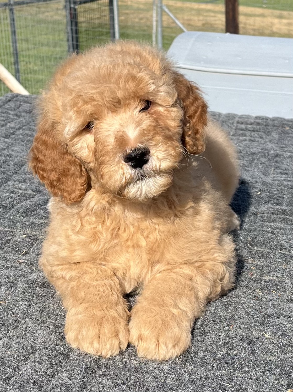DOODLE PUPPIES DOODLE PUPPIES