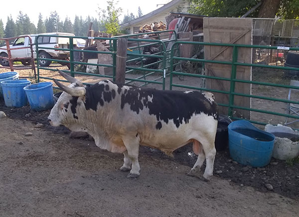 MINIATURE RODEO BULLS MINIATURE RODEO BULLS