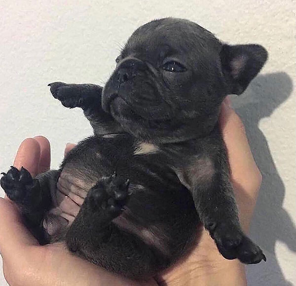 REAL LOVING LOCAL SPOKANE FRENCH BULLDOG PUPPIES REAL LOVING LOCAL SPOKANE FRENCH BULLDOG PUPPIES