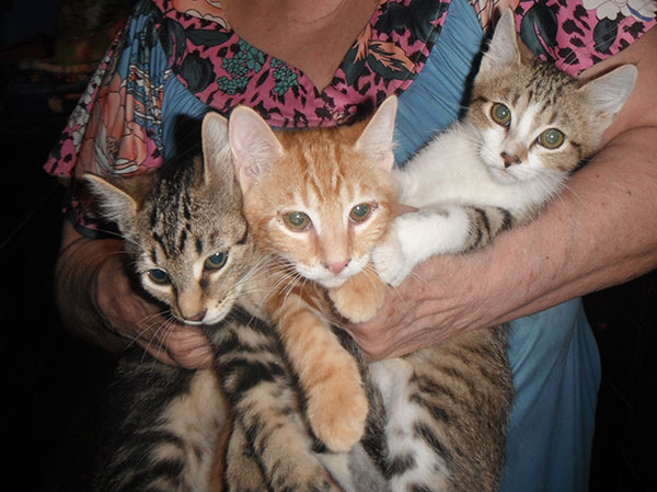 6 ADORABLE PLAYFUL KITTENS 6 ADORABLE PLAYFUL KITTENS