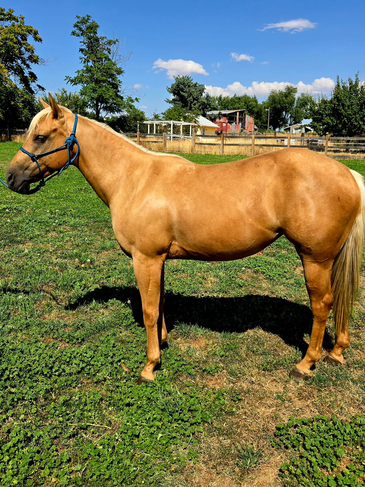 AQHA REG. 2021 PALOMINO MARE AQHA REG. 2021 PALOMINO MARE